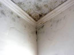 Trusted Houghton, NY Mold Remediation Experts