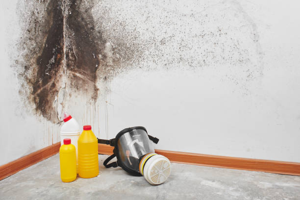 Why You Should Choose Our Mold Remediation Services in Houghton, NY